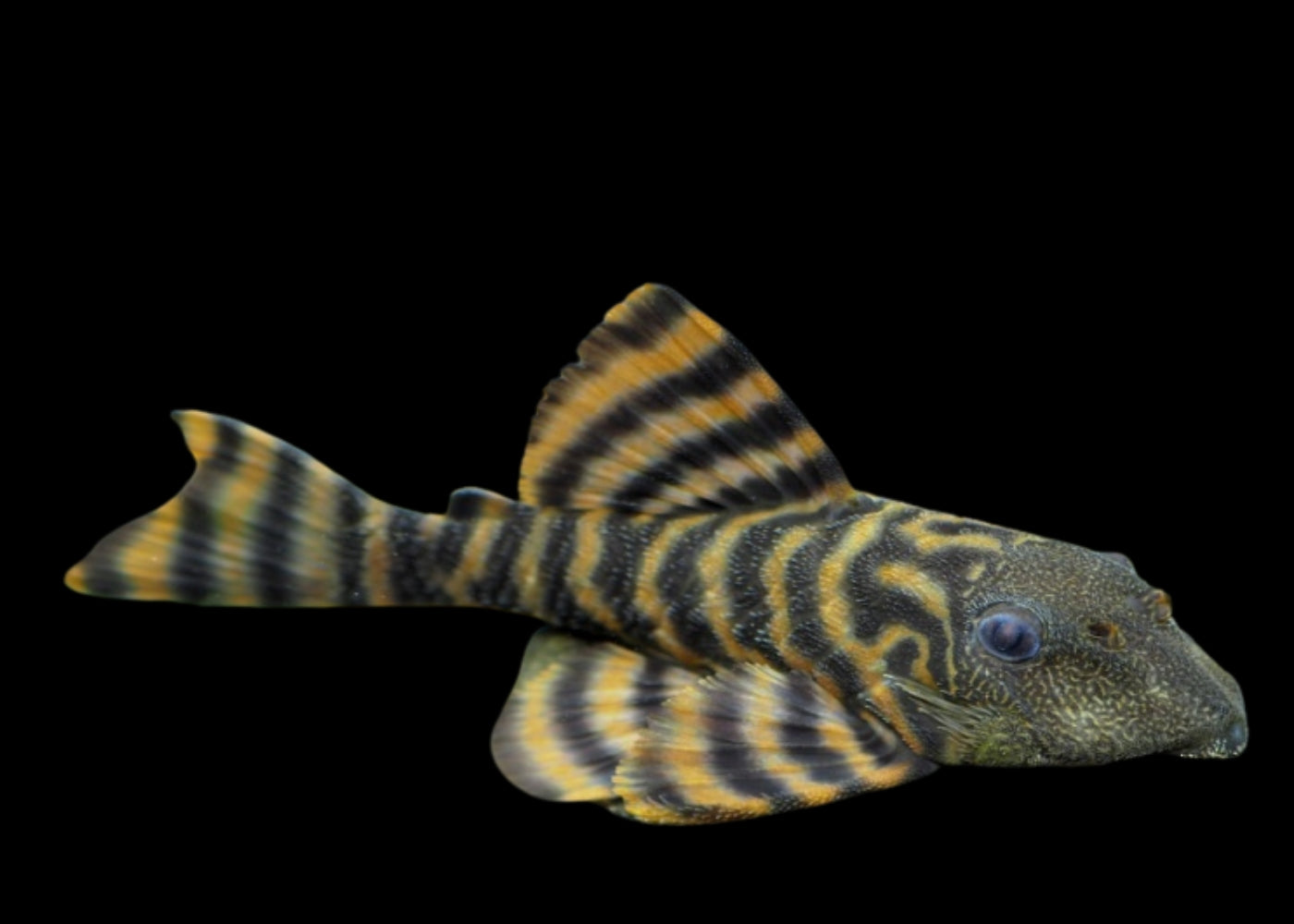 Panaqolus sp. L397 - Alenquer Tiger Pleco