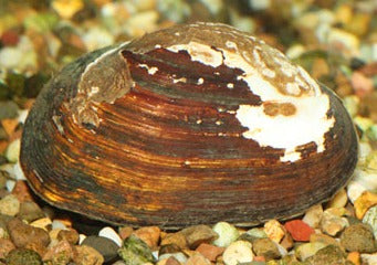 Mussel Freshwater