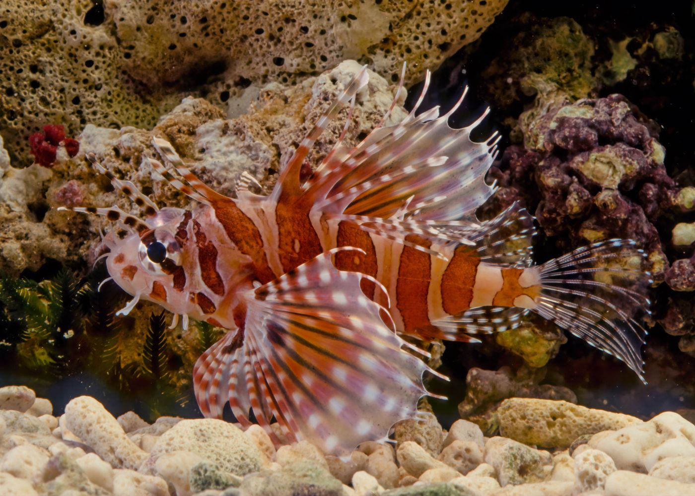 Lionfish - Zebra