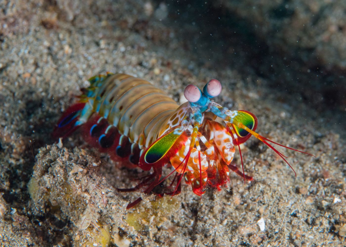 Rainbow Mantis Shrimp - XL