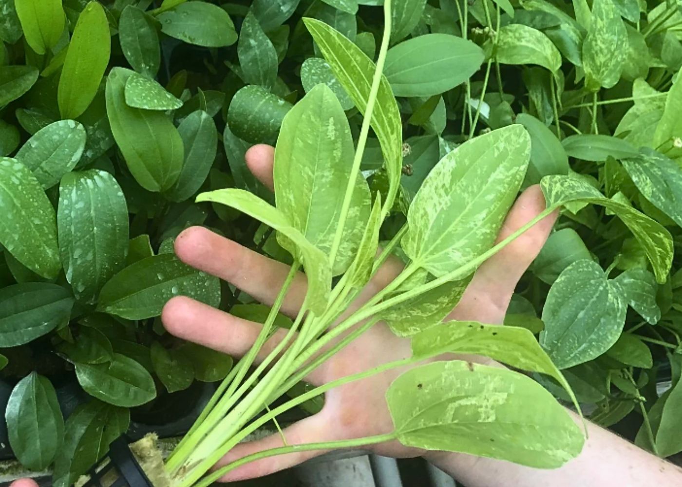 Echinodorus 'Marble Queen' - Potted