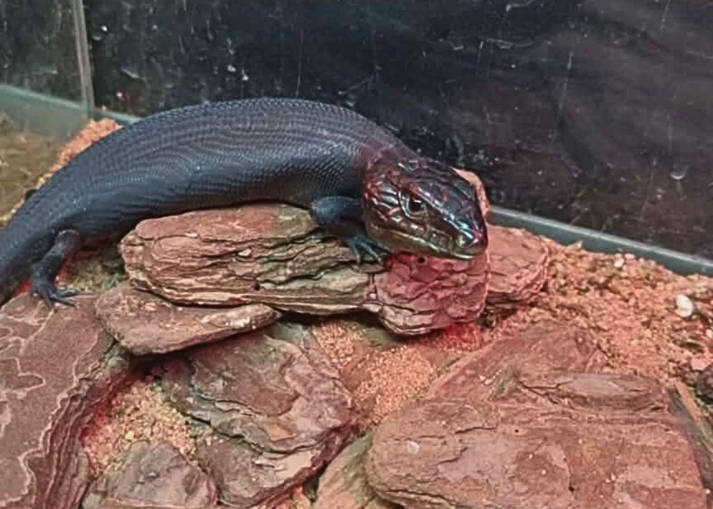 Blue Tongue Lizard - Melanistic (Black) Juv.