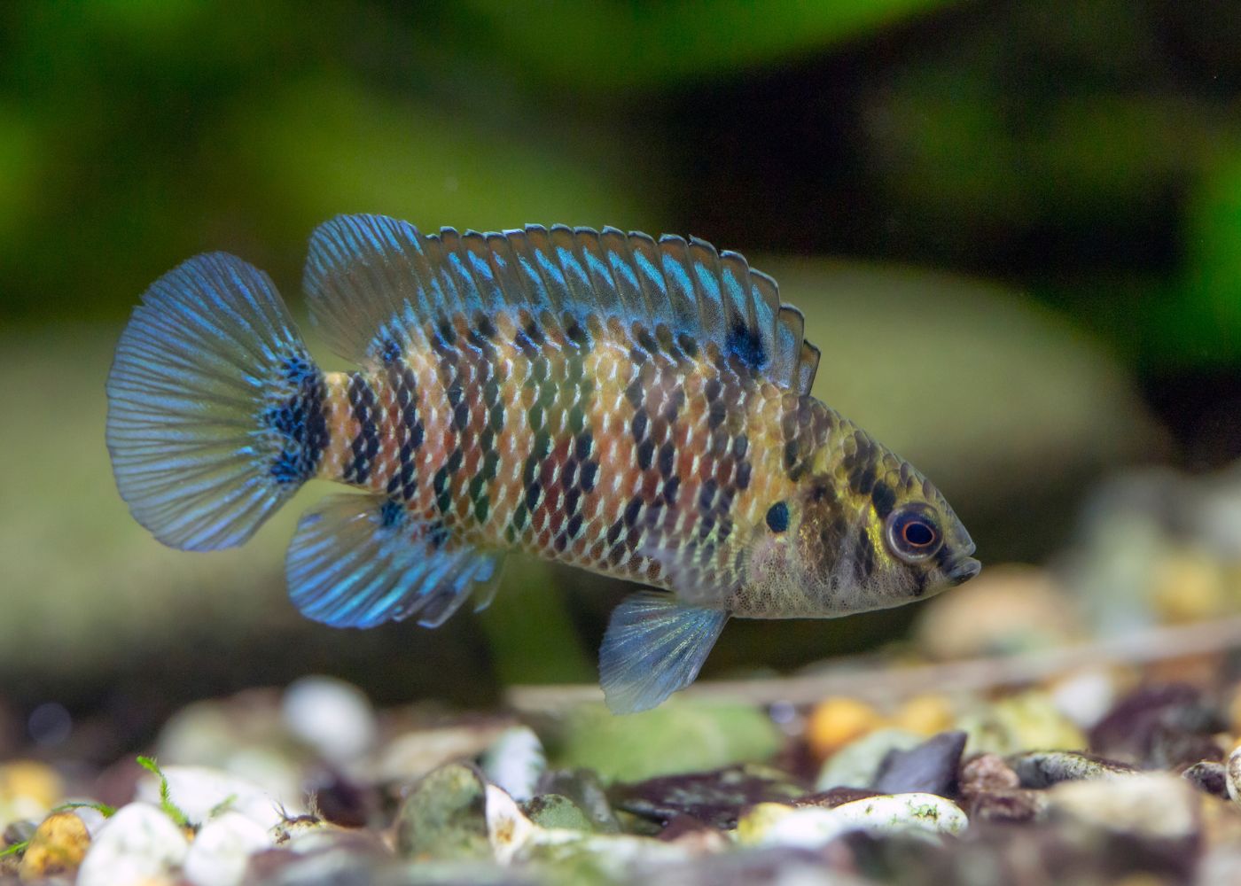 Blue Badis