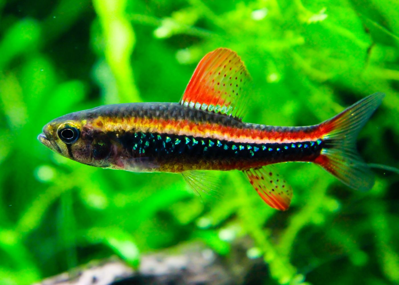 Black Darter Tetra