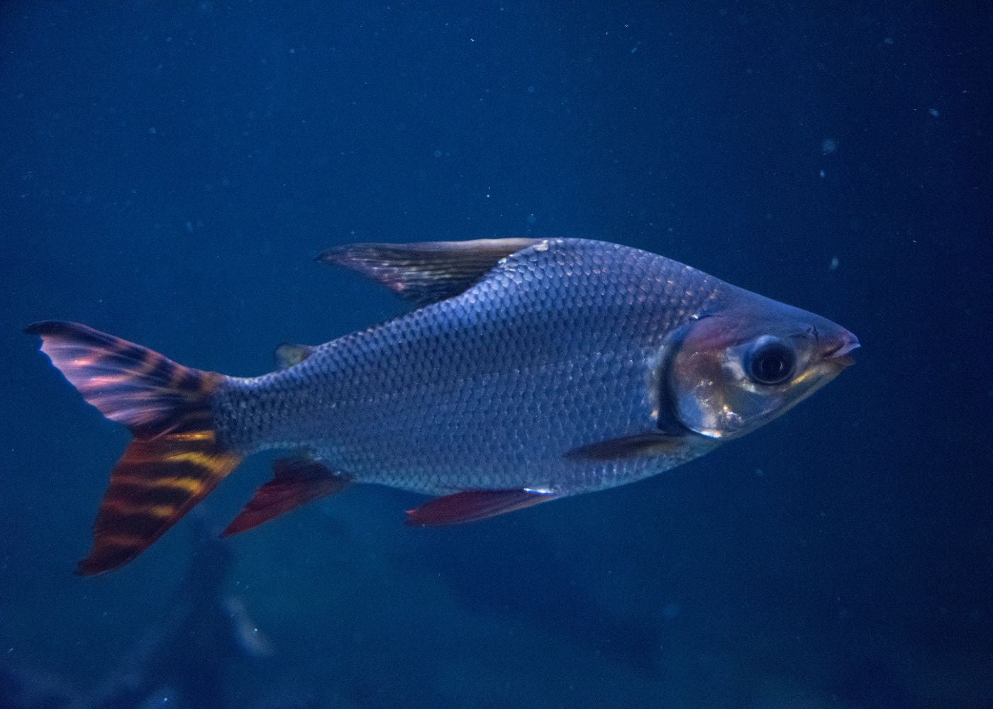 Red Tail Prochilodus