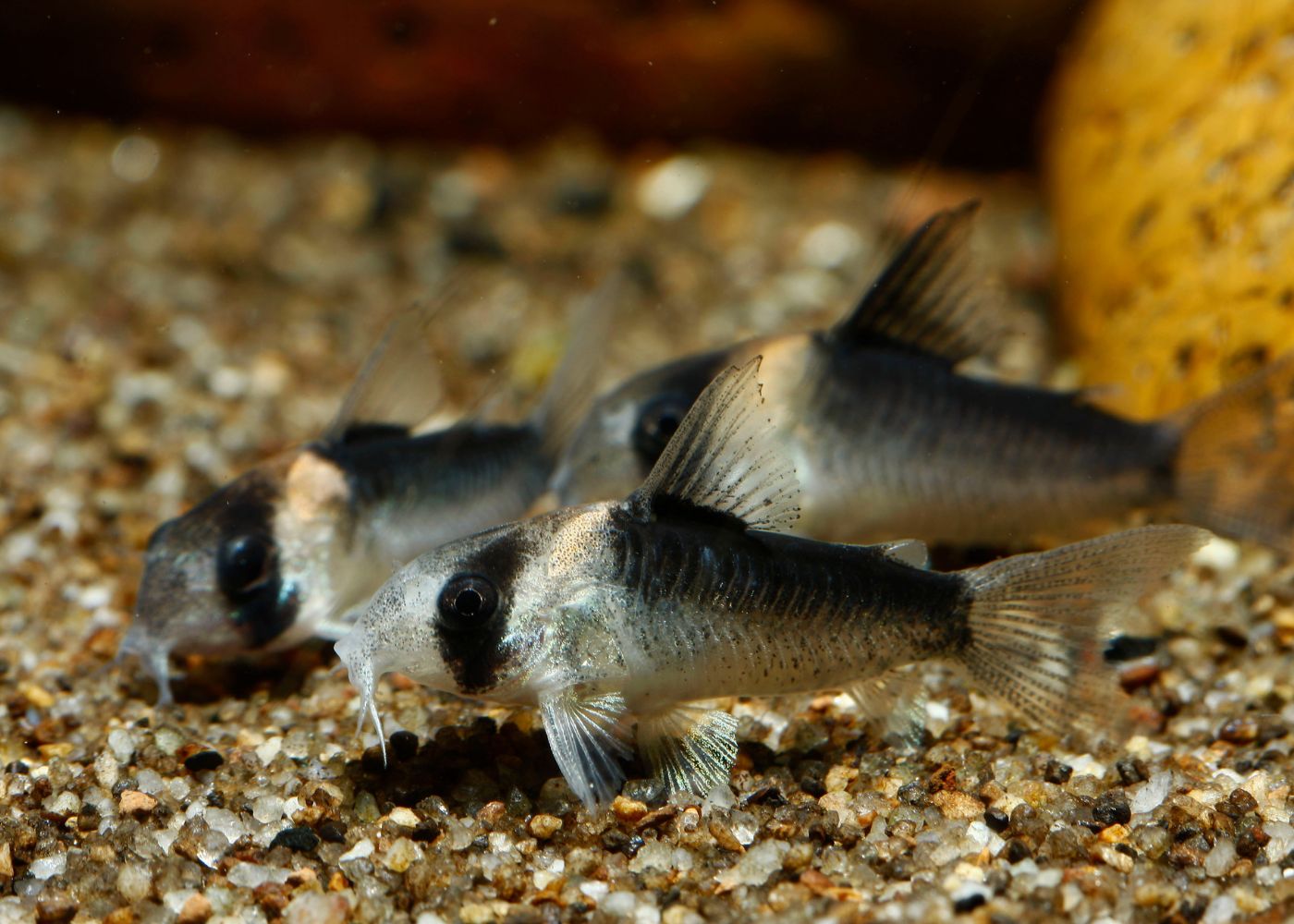 Corydoras Duplicareus