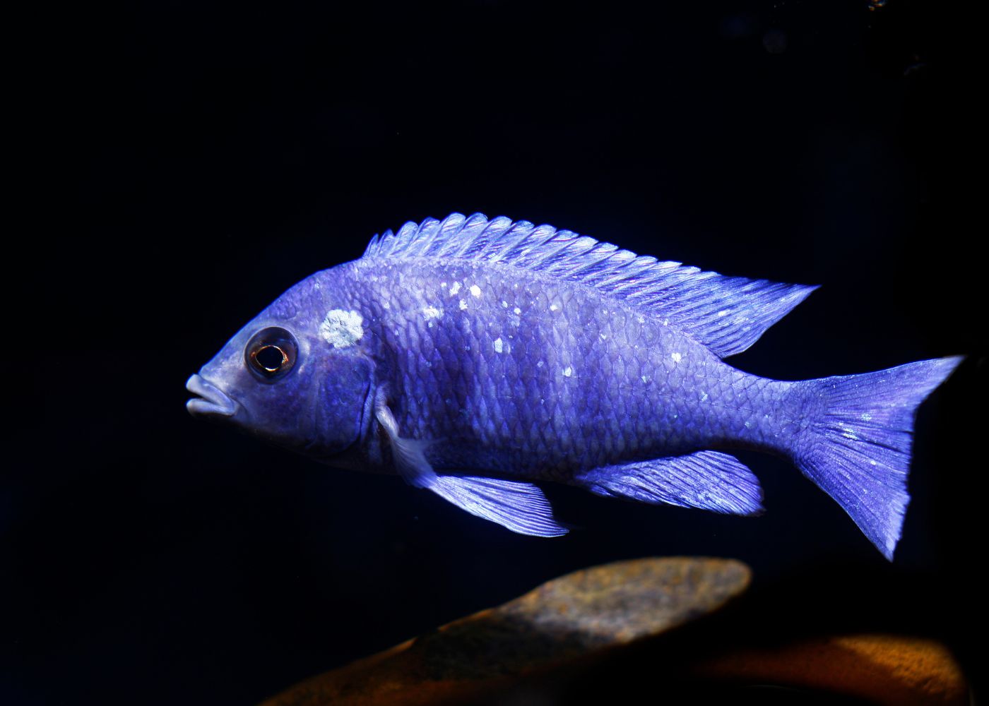 Placidochromis Phenochilus Tanzania