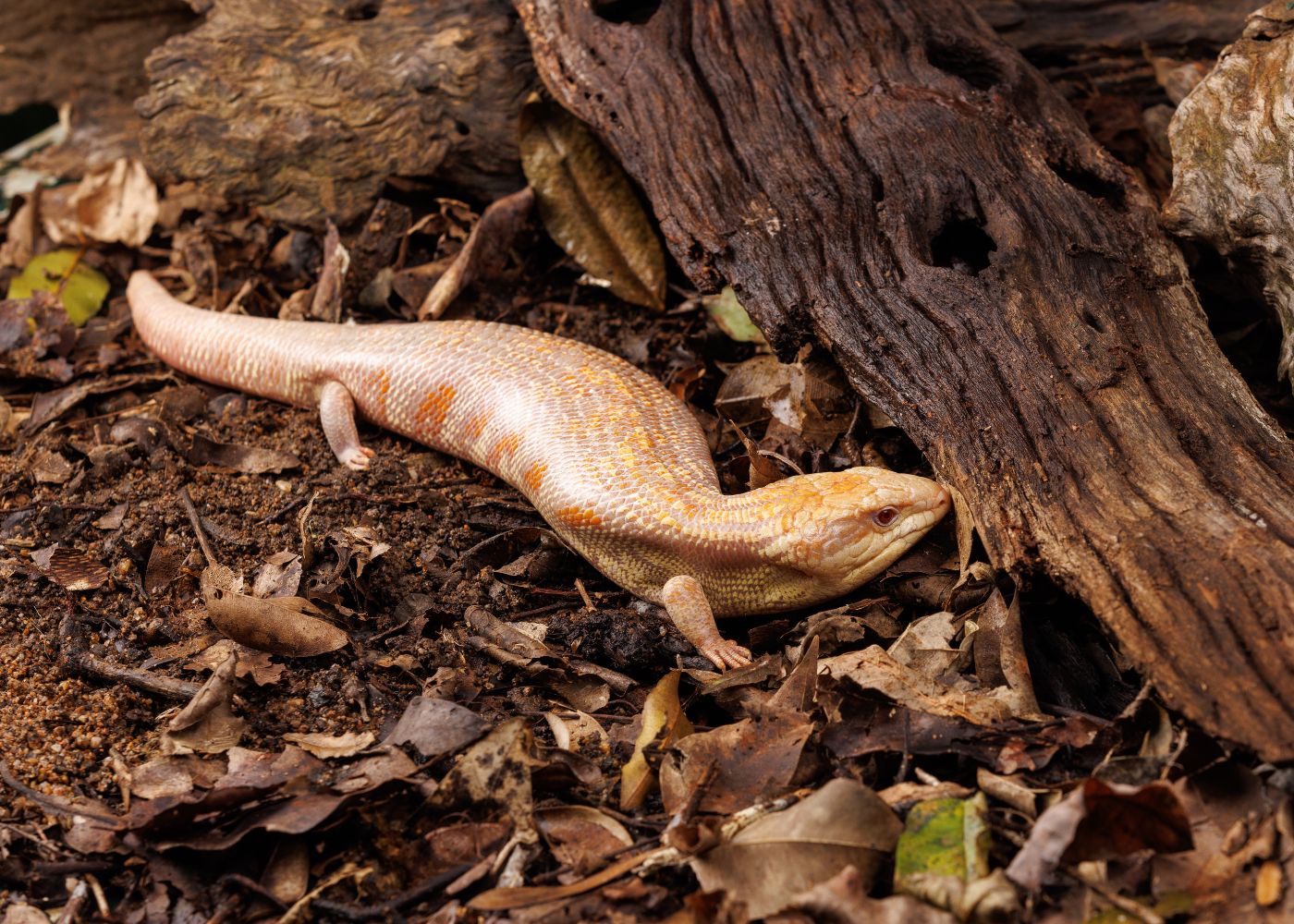 Blue Tongue Lizard - Albino Adult