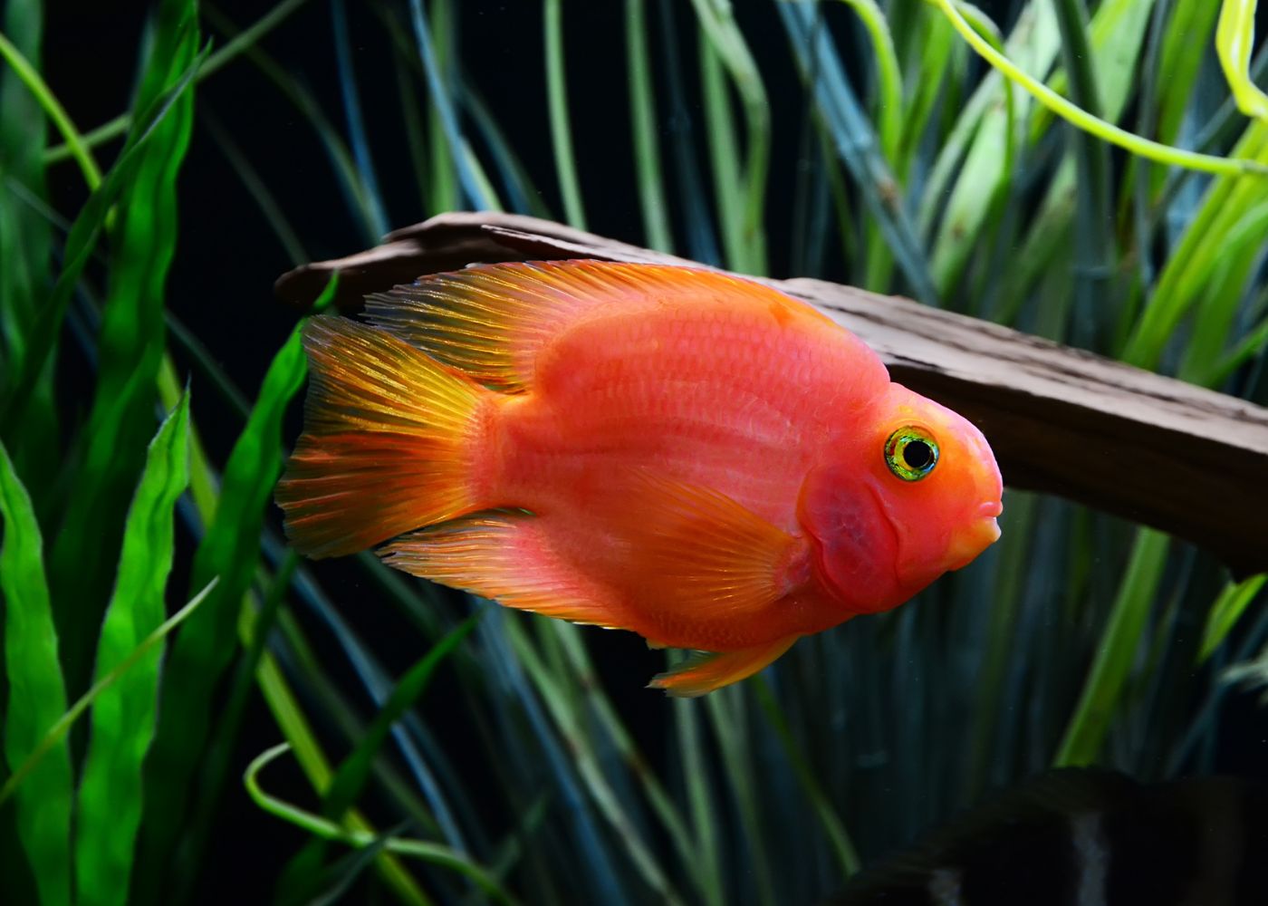 Parrot Cichlid - Blood