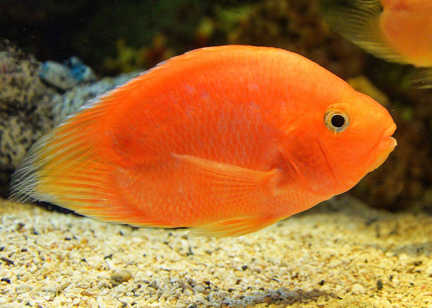 Parrot Cichlid - Blood 2