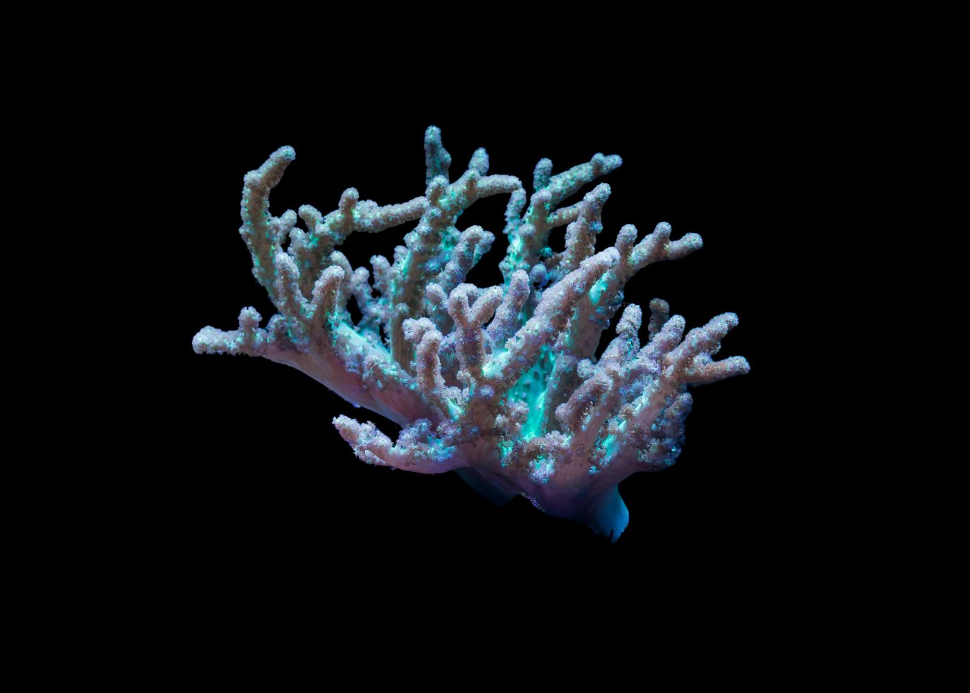 Branching Tree Coral - Sinularia Medium