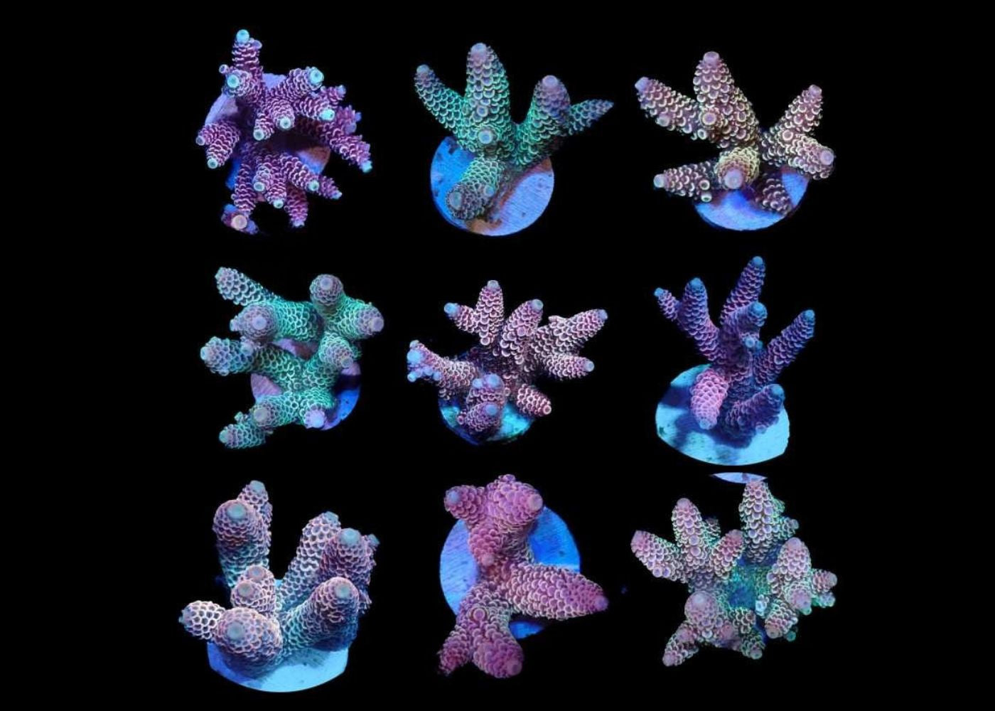 Branching Coral - Acropora Medium