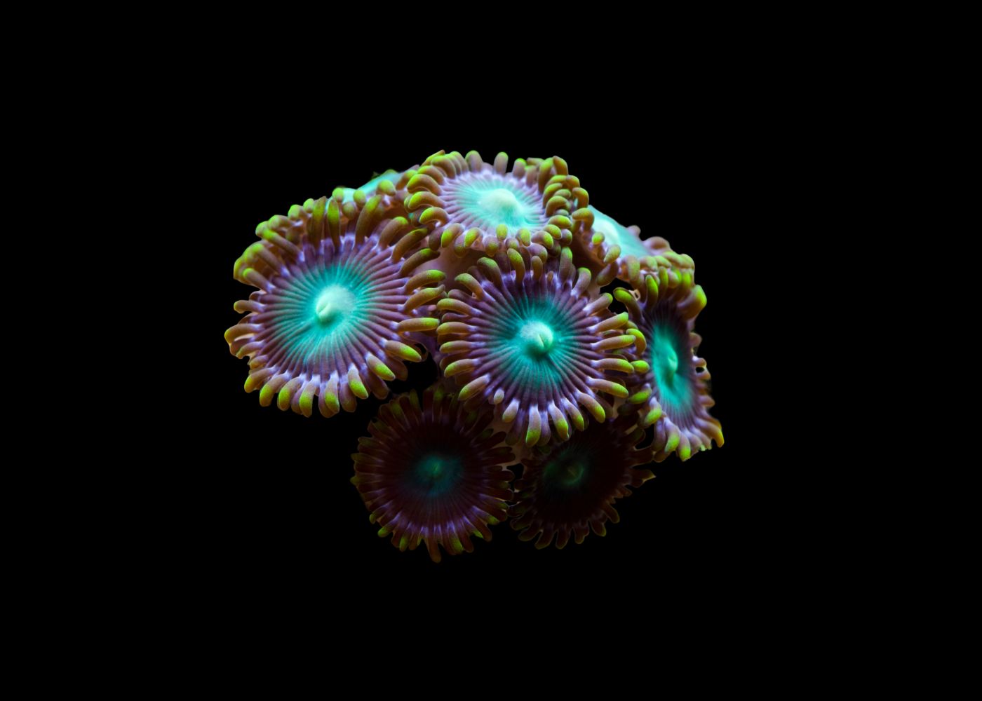 Zoanthids - Assorted Medium 2