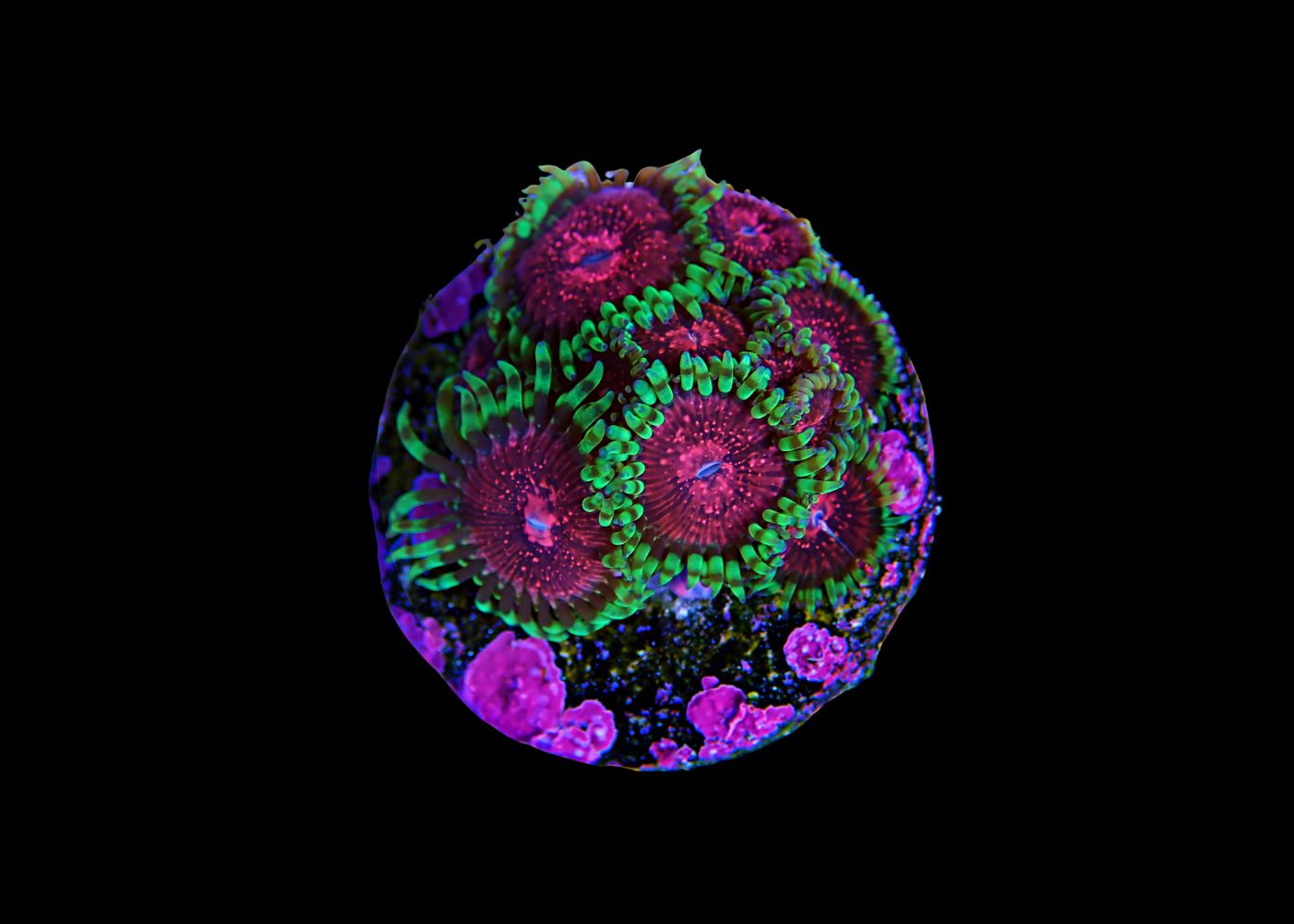 Zoanthids - Assorted Medium 3