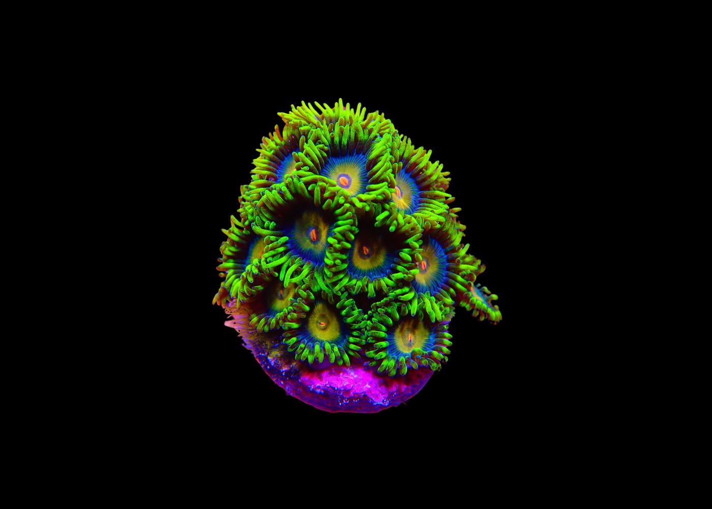 Zoanthids - Assorted Small