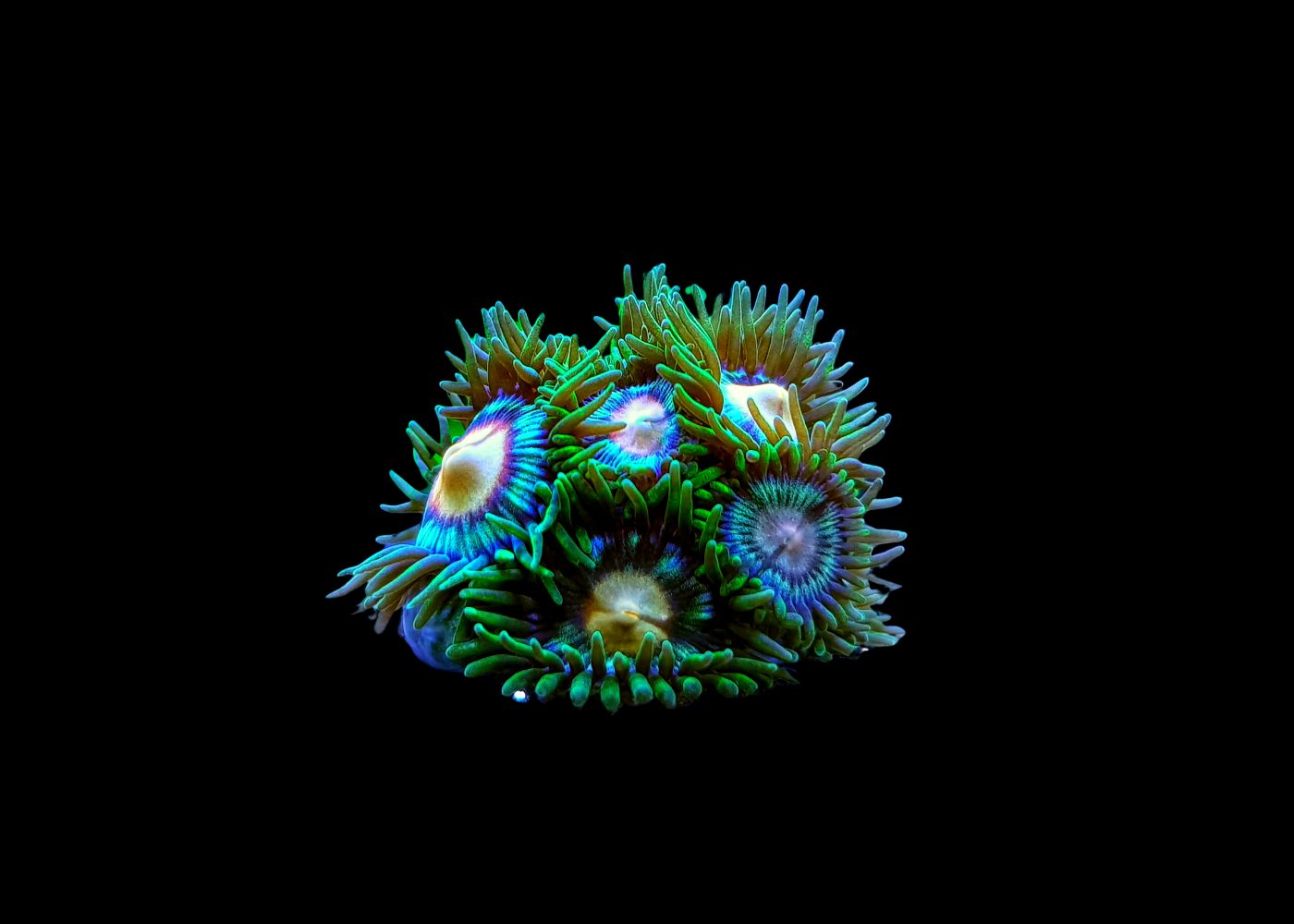 Zoanthids - Assorted Small 2