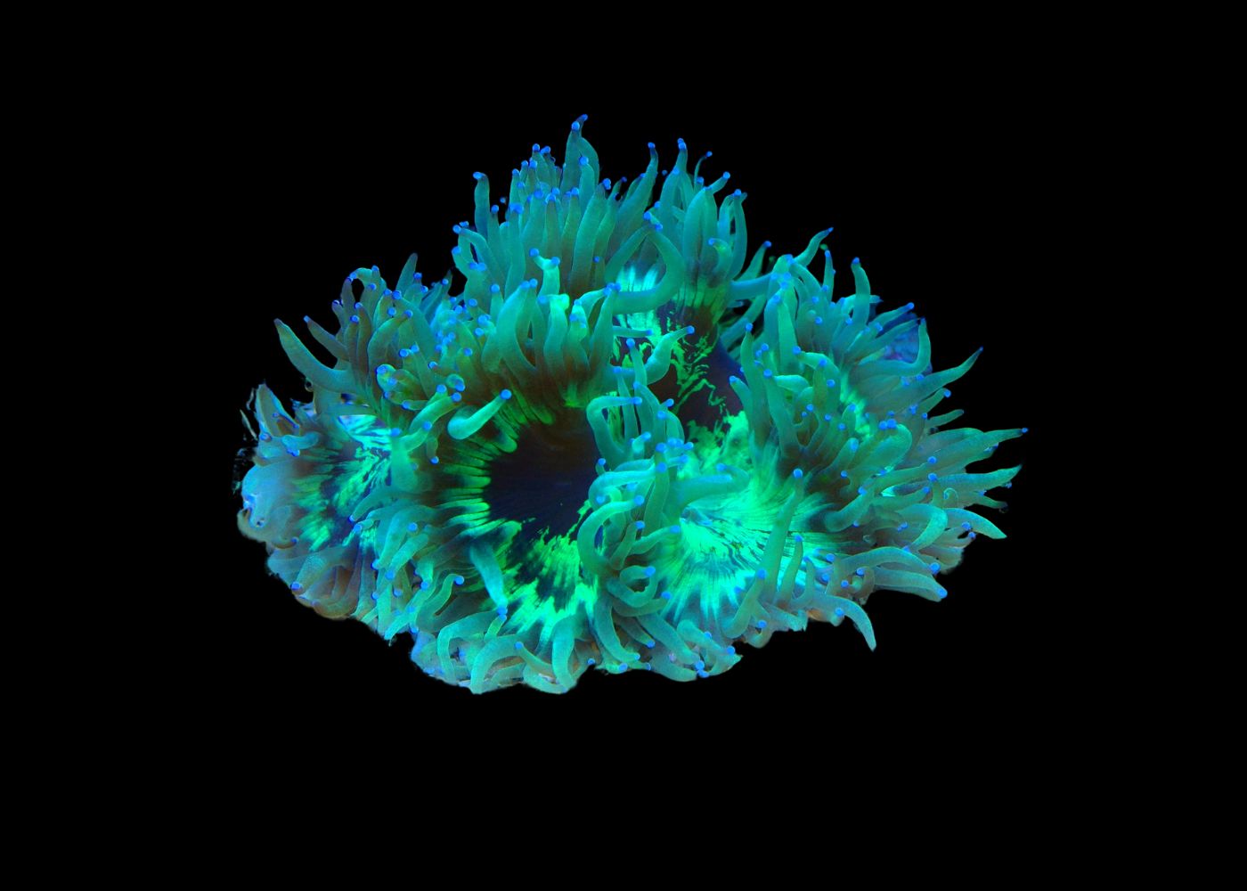 Elegance Coral - Catalaphyllia 2