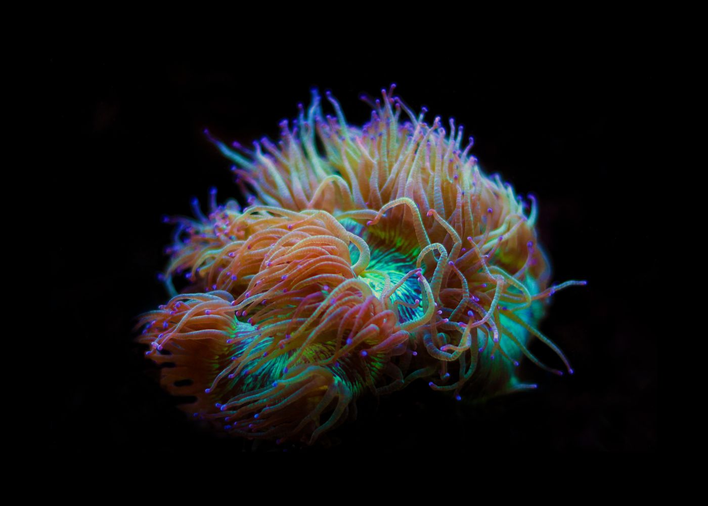 Elegance Coral - Catalaphyllia Small