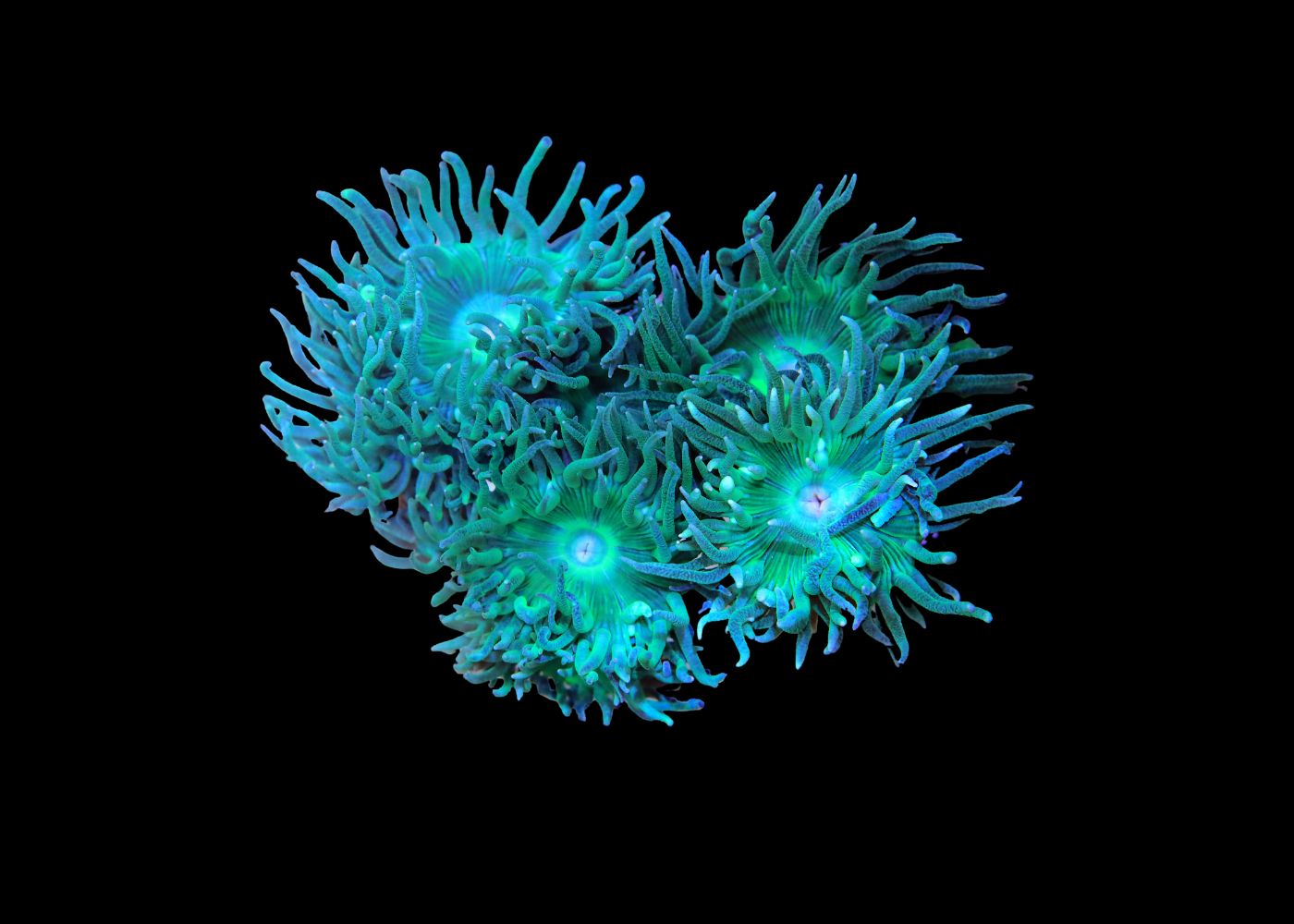 Tree Coral - Duncanopsammia Medium