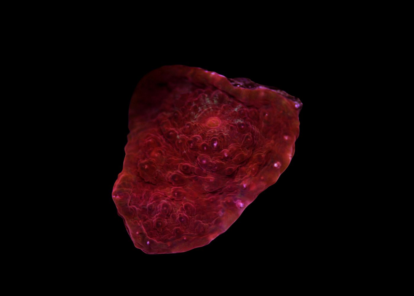 Chalice Coral - A grade Medium 3