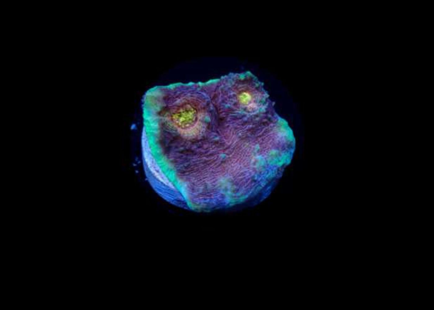 Chalice Coral - A grade Medium 4