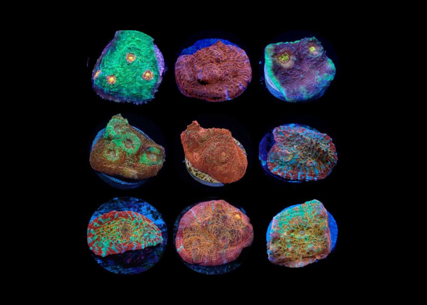 Chalice Coral Medium