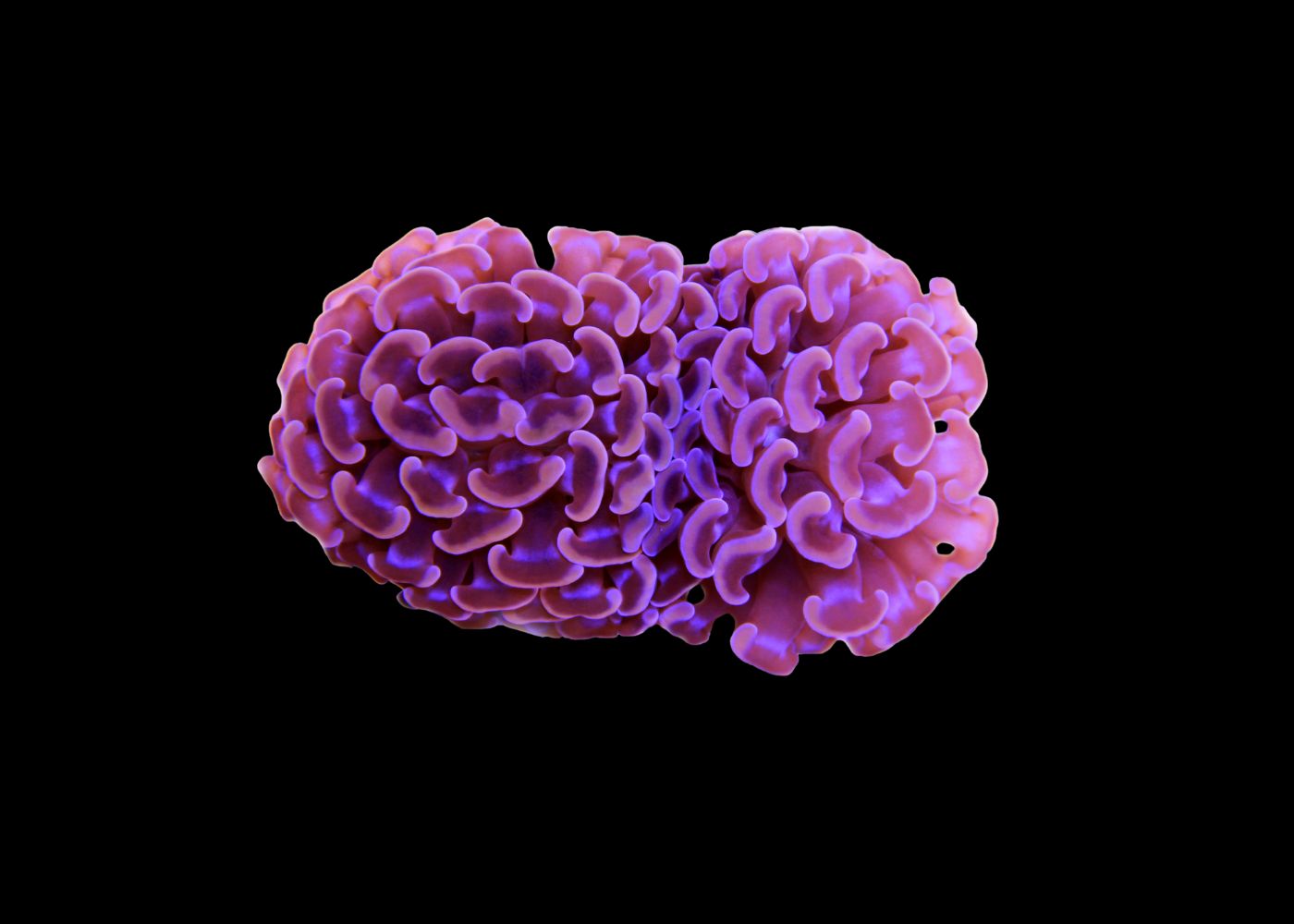Hammer Coral - Pink (Euphyllia ancora) Small
