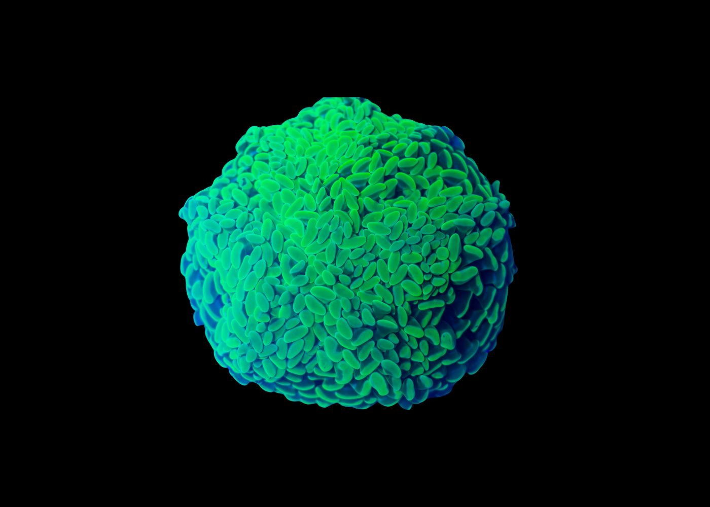 Hammer Coral - Green (Euphyllia ancora) Medium