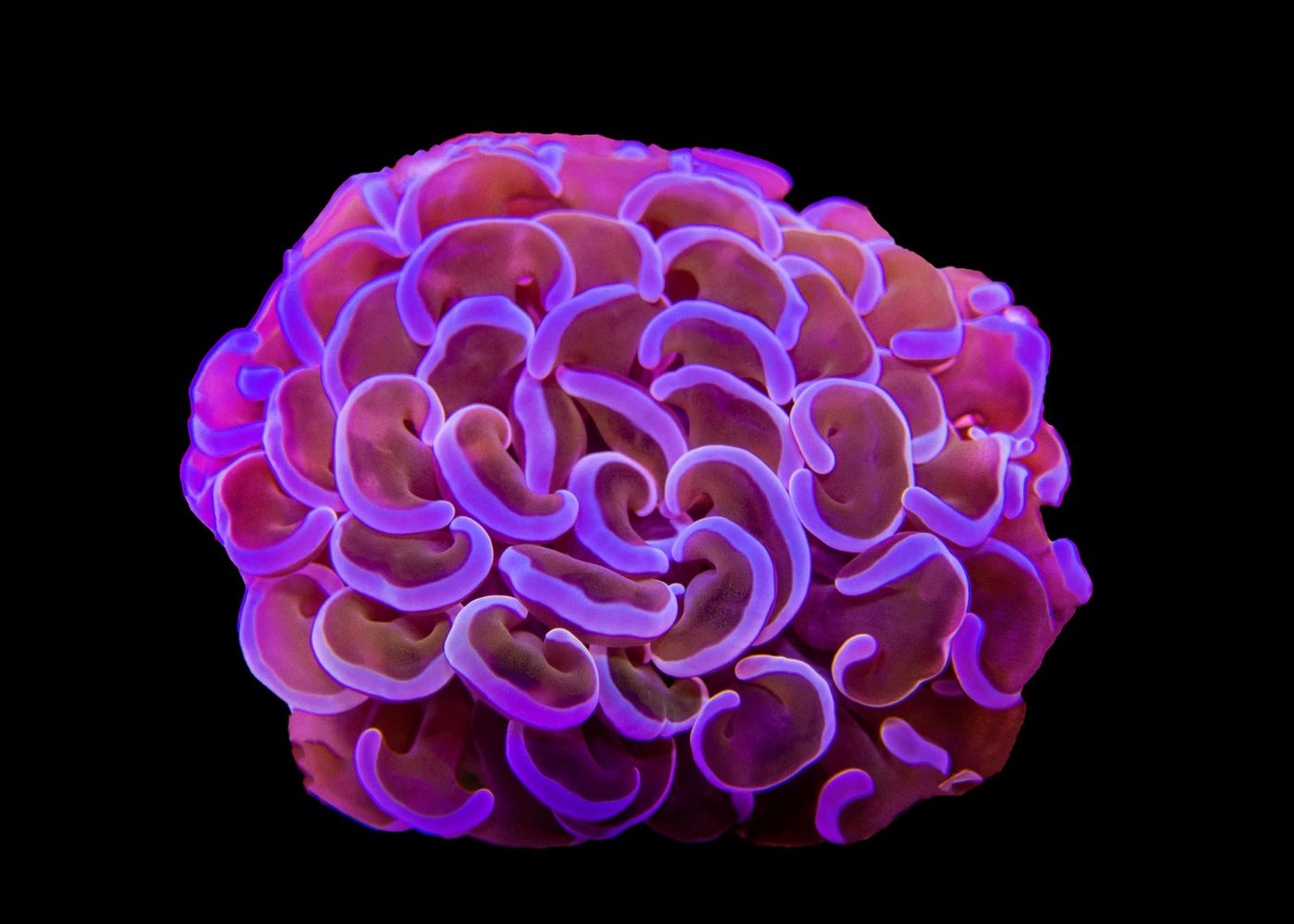 Hammer Coral - Assorted (Euphyllia ancora) Small 3