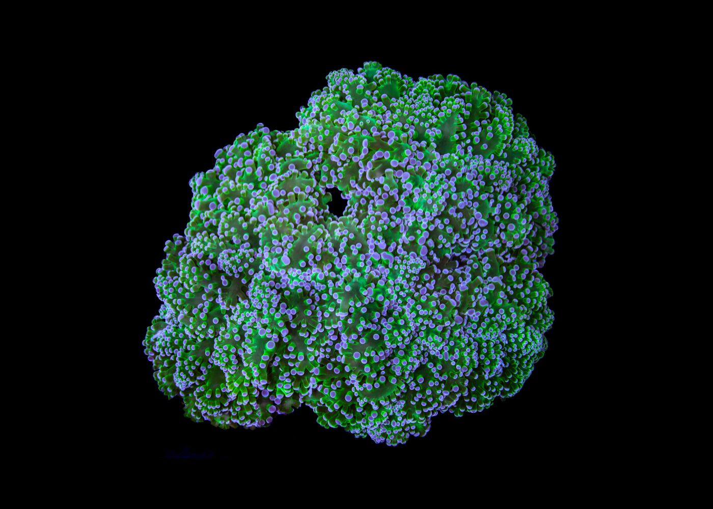 Frogspawn Coral  - Assorted (Euphyllia divisa) Medium