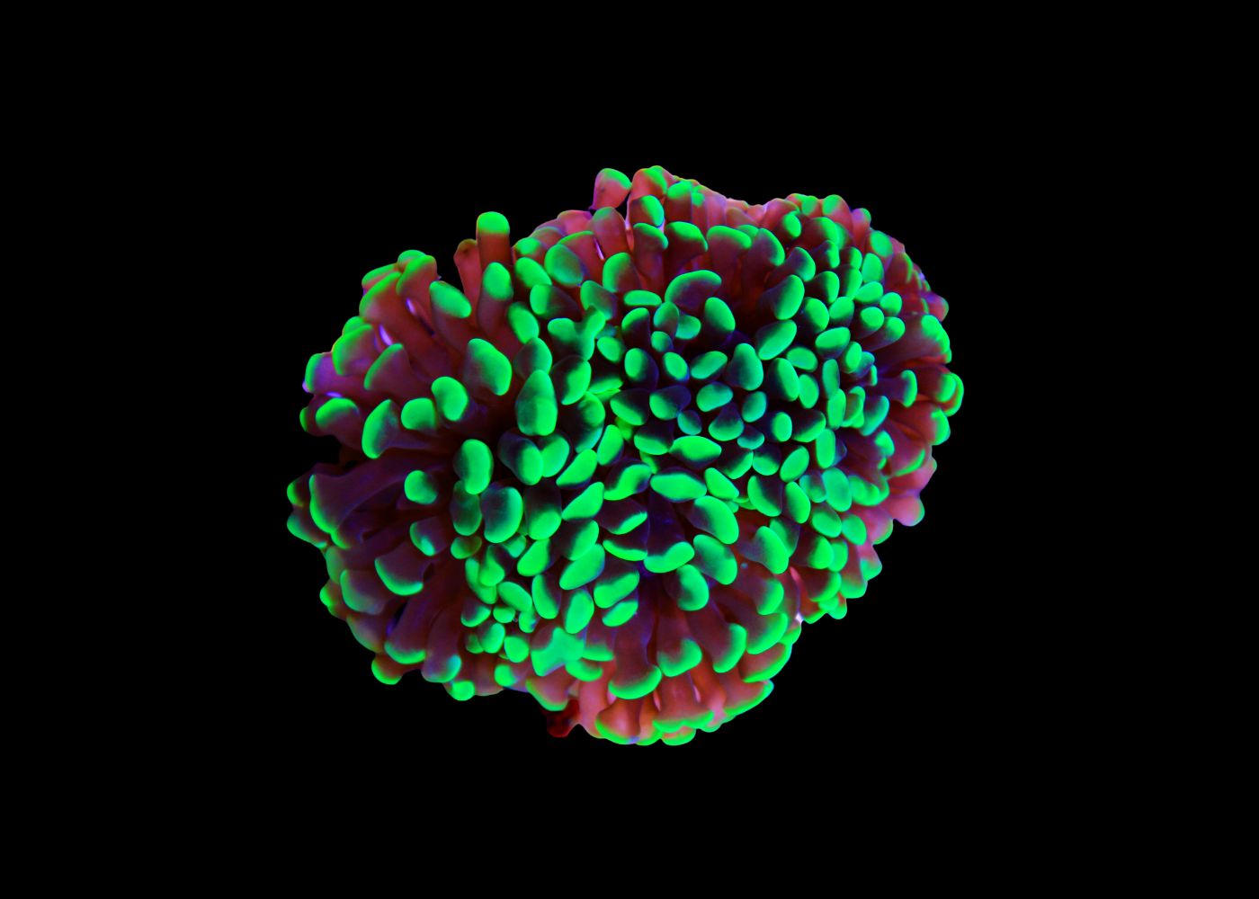 Hammer Coral - Assorted (Euphyllia ancora) Large