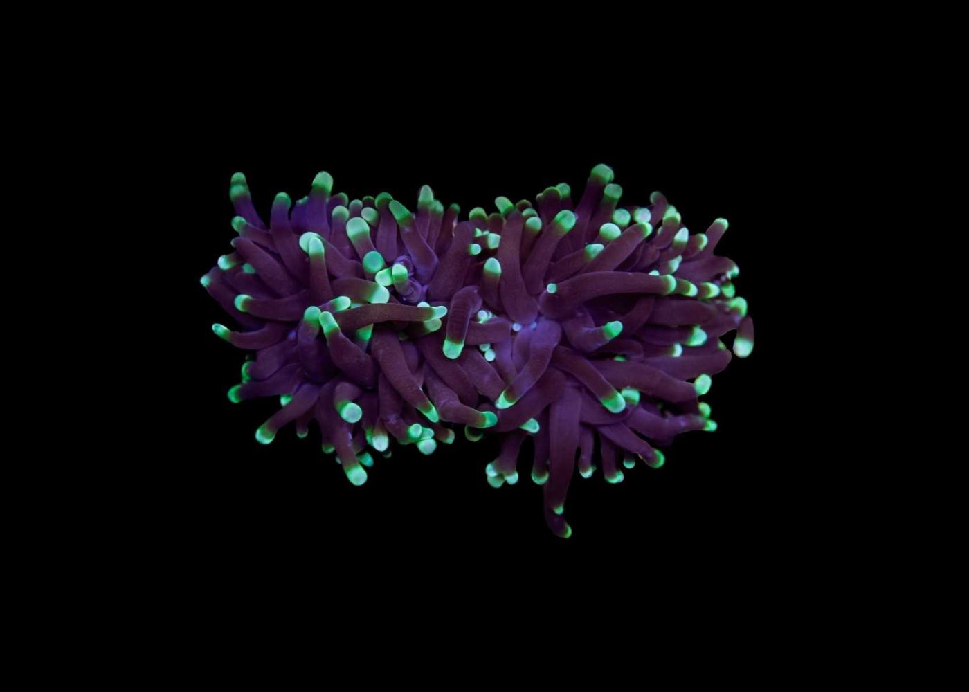 Small Torch Coral (Euphyllia glabrescens) - Assorted (QLD) 2