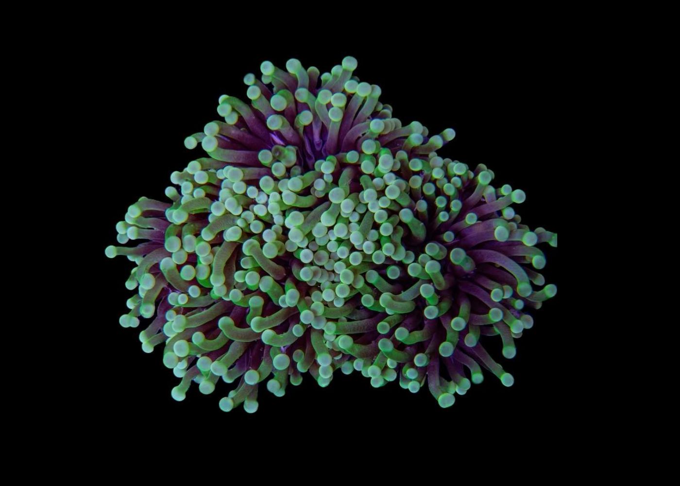 Medium Torch Coral (Euphyllia glabrescens) - Assorted (WA) 3