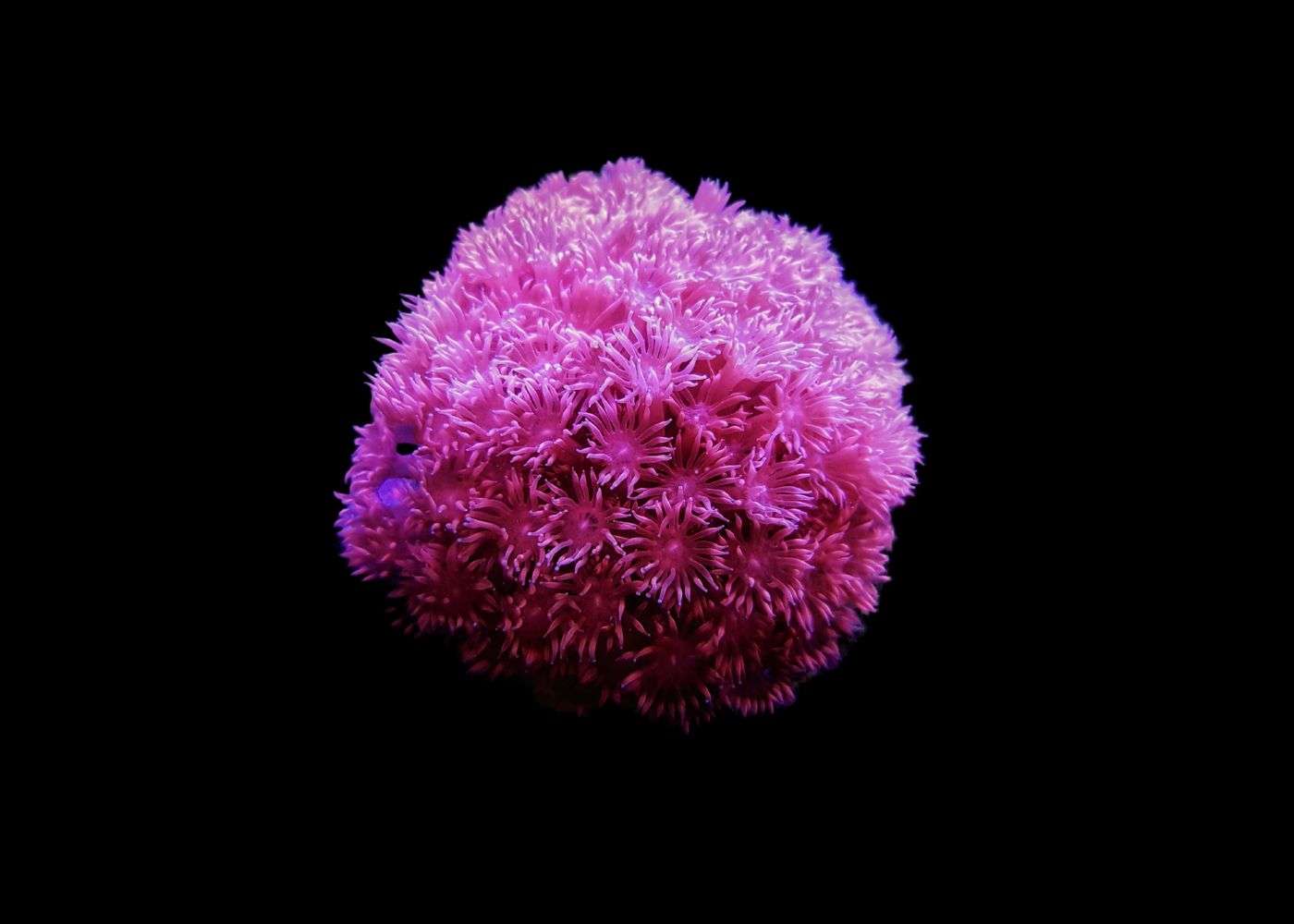 Medium Golfball Coral - Goniopora species - Assorted 2