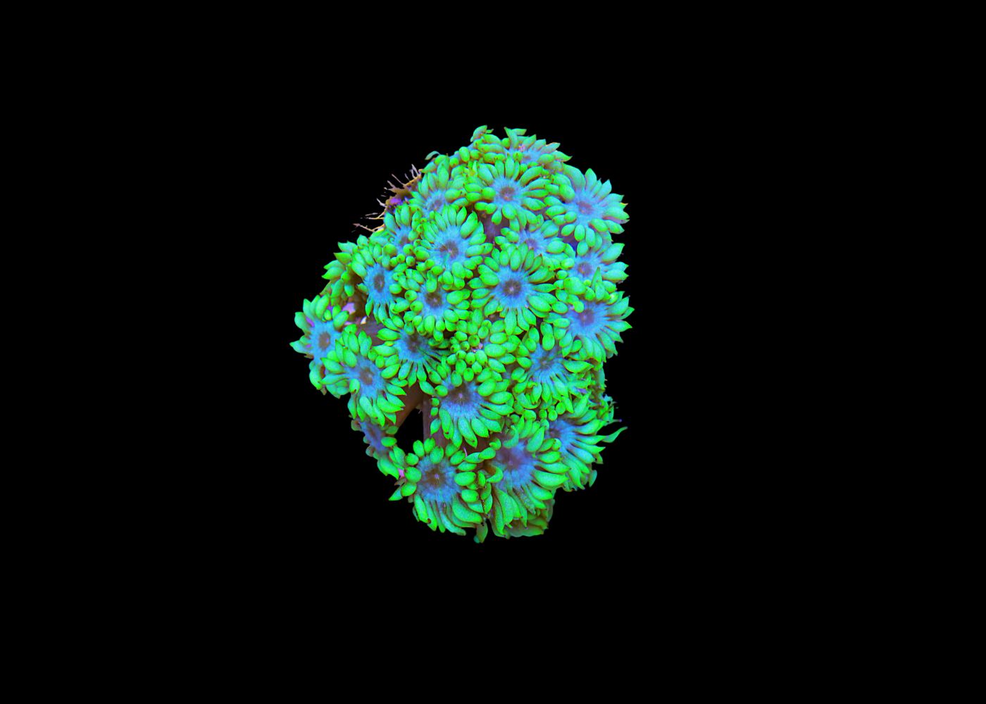 Medium Golfball Coral - Goniopora species - Assorted 3