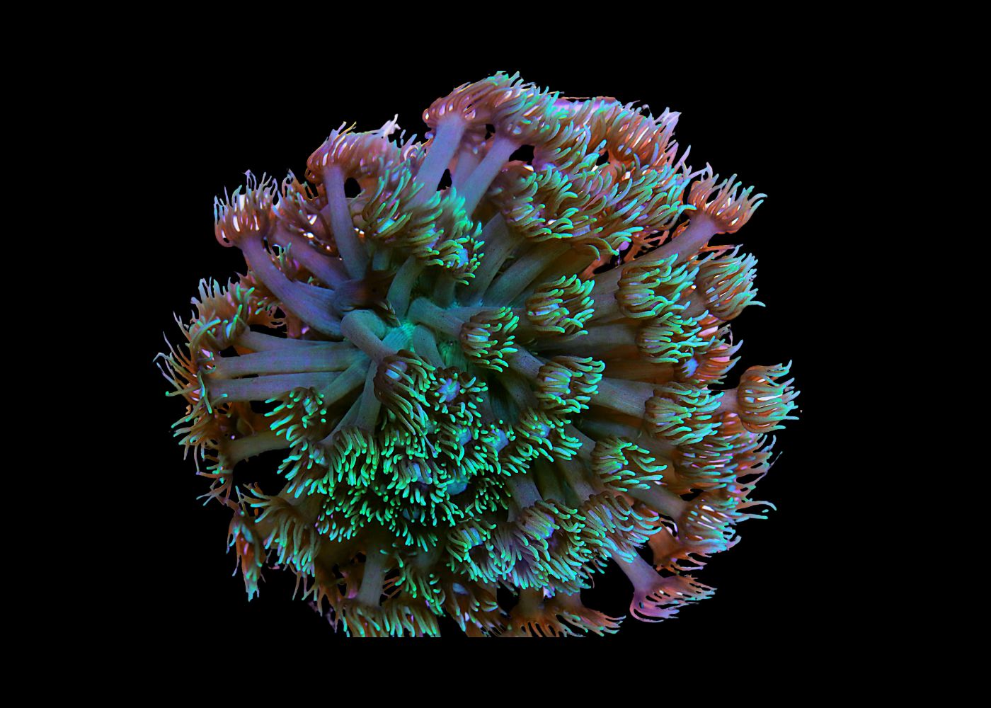 Small Golfball Coral - Goniopora species - Assorted