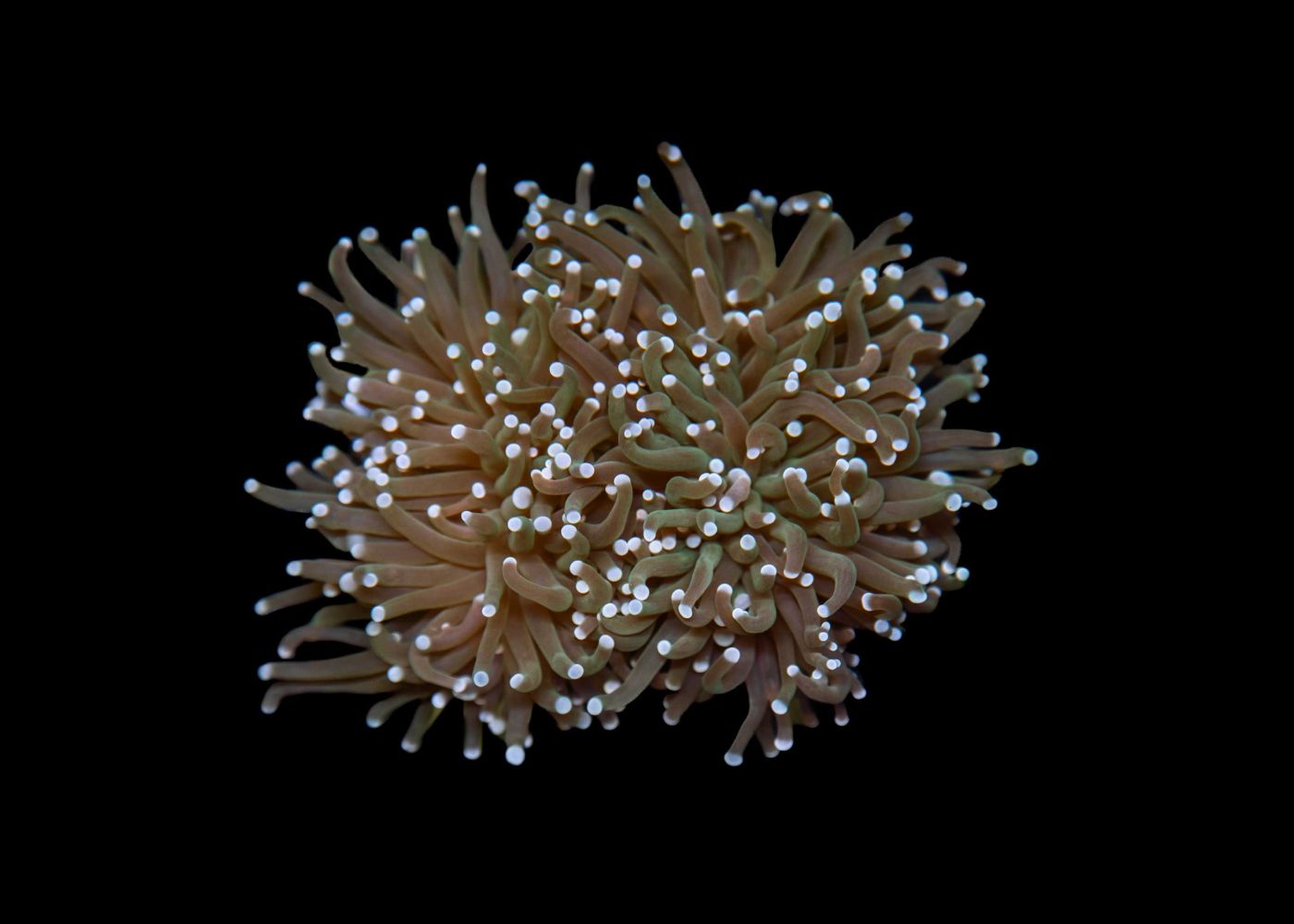 Large Torch Coral (Euphyllia glabrescens) - Assorted (QLD) 2