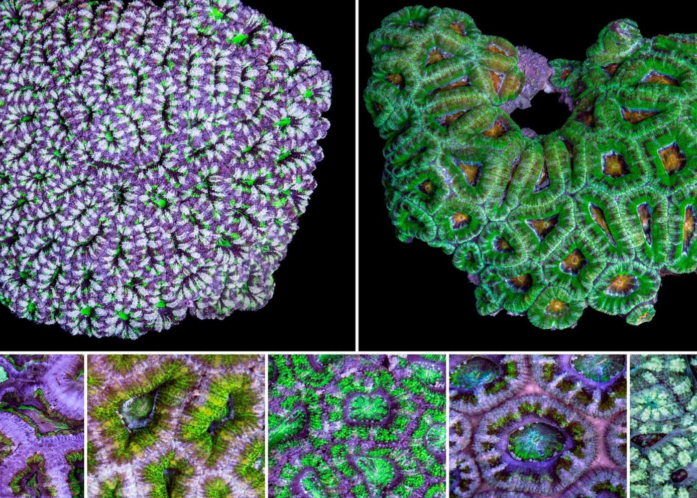 Medium Acan - Acanthastrea lordhowensis Mixed Green
