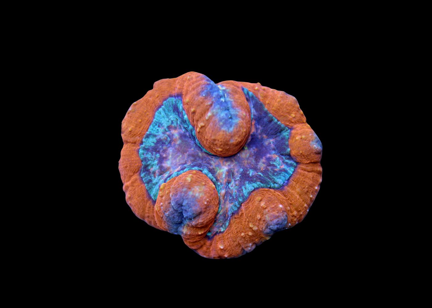 Medium Brain Coral - Lobophyllia or Symphyllia - Assorted "A grade"