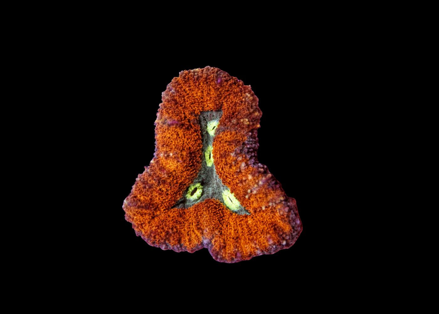 Medium Brain Coral - Lobophyllia or Symphyllia - Assorted "A grade" 2