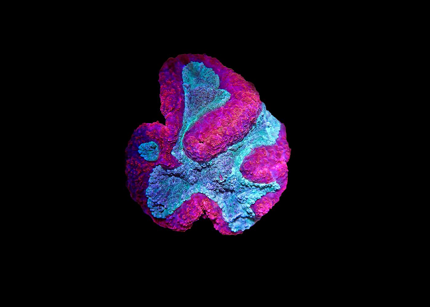 Medium Brain Coral - Lobophyllia or Symphyllia - Assorted "A grade" 3