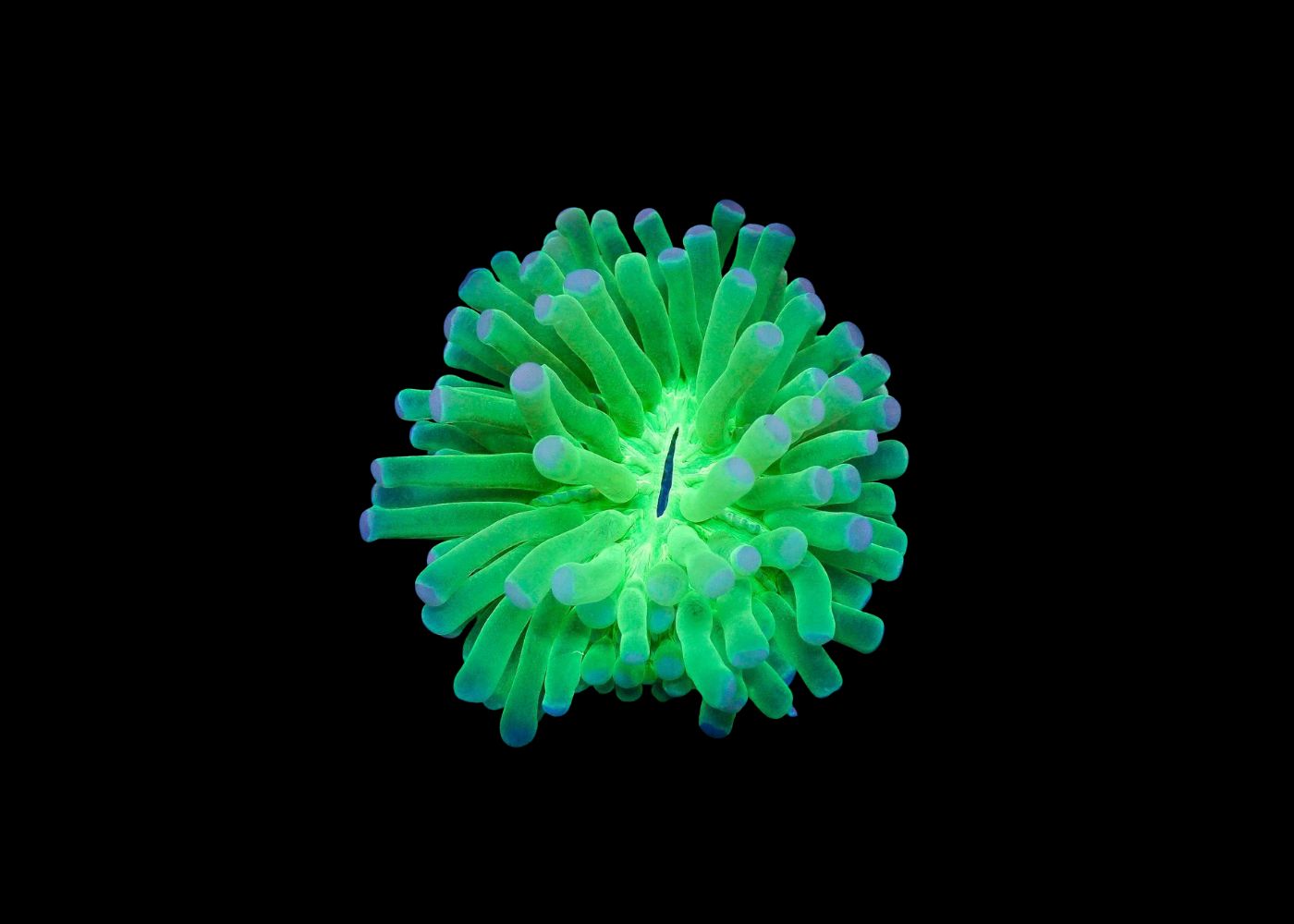 Long tentacled plate  - Heliofungia sp. Large 2