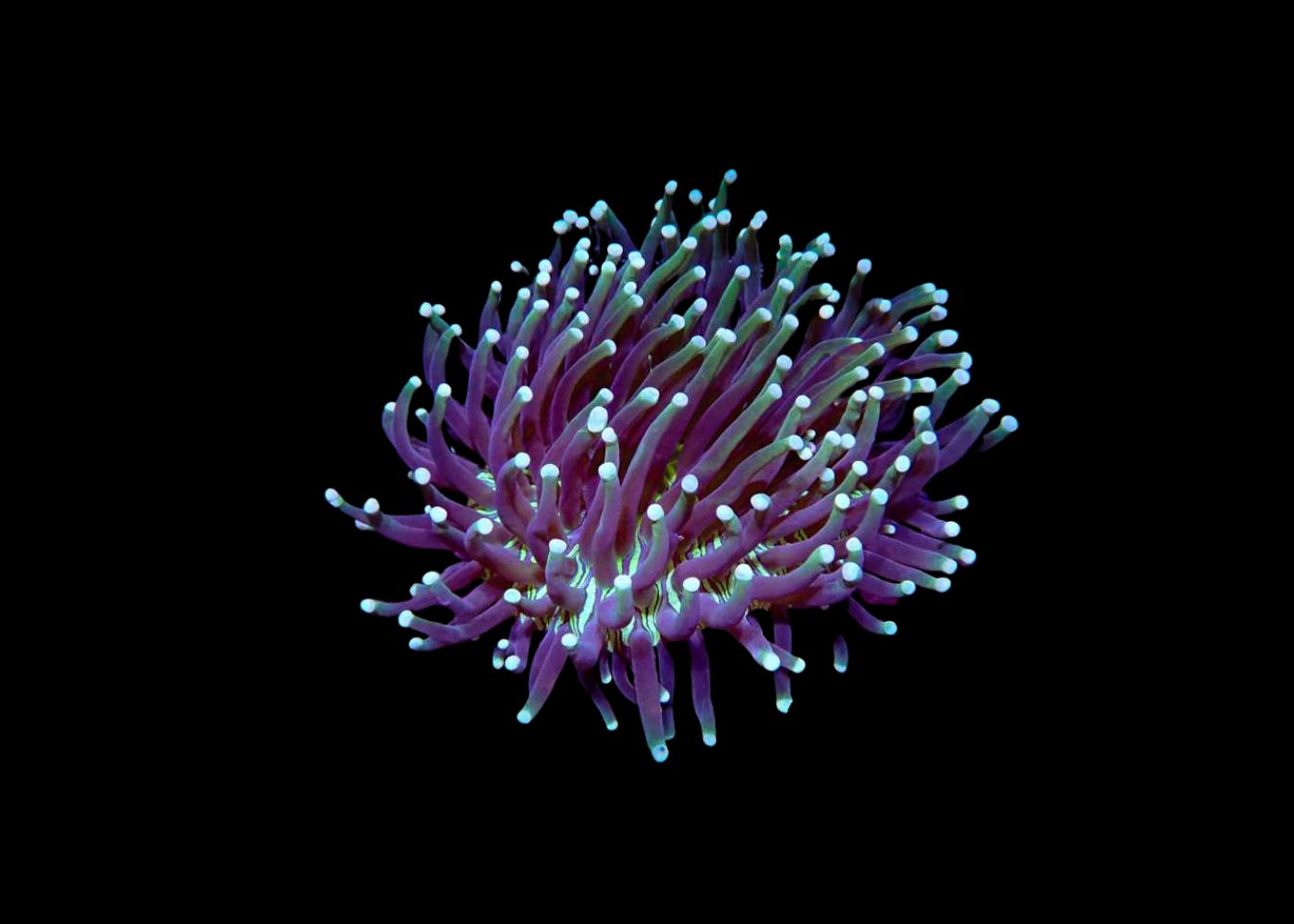 Long tentacled plate  - Heliofungia sp. Medium