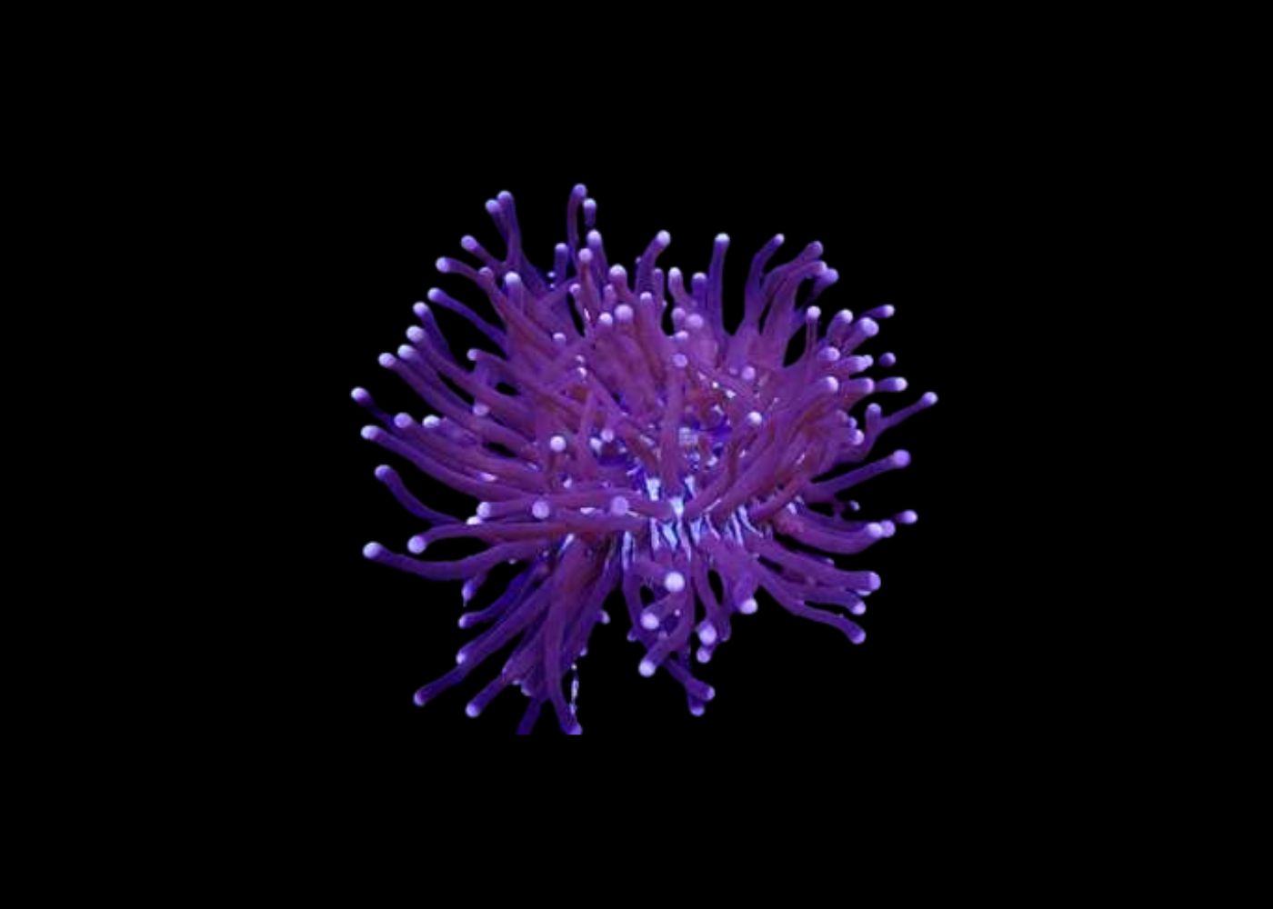 Long tentacled plate  - Heliofungia sp. Medium 2