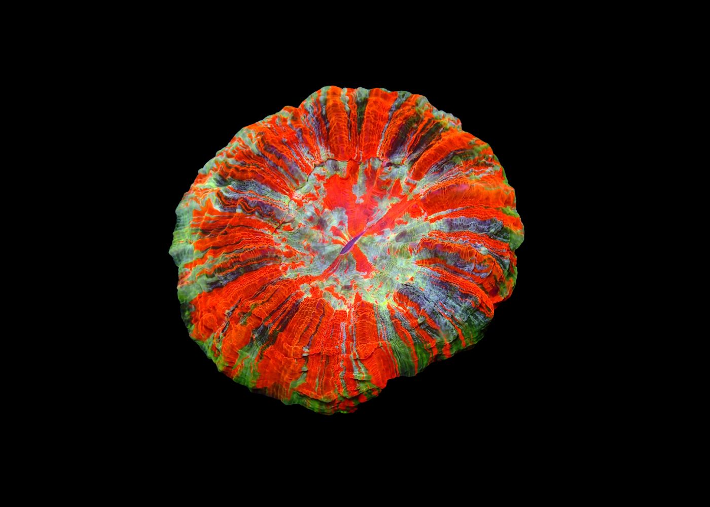 Deshy - Acanthophyllia deshayesiana - Mixed Medium