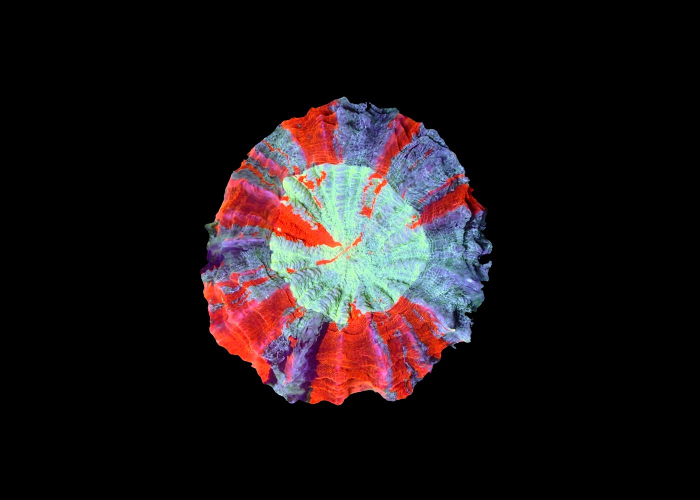 Deshy - Acanthophyllia deshayesiana - Mixed Medium 2