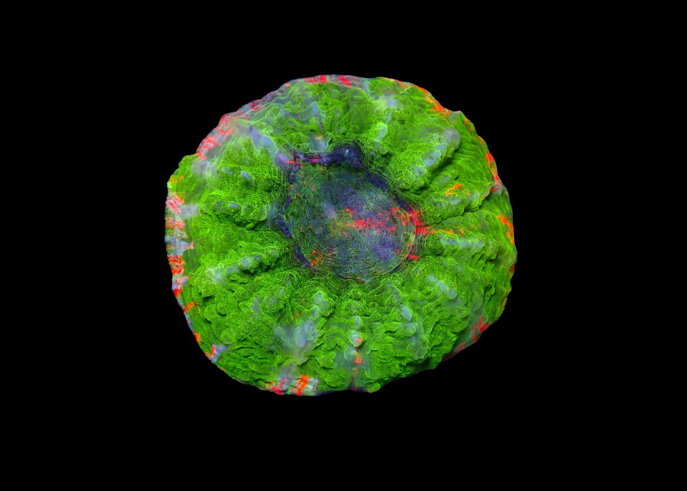 Deshy - Acanthophyllia deshayesiana - Mixed Medium 3