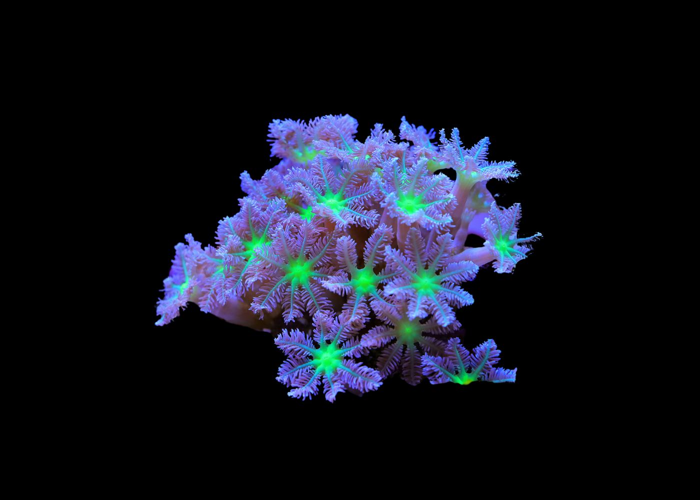 Palm Tree Coral - Clavularia sp. - Standard Small