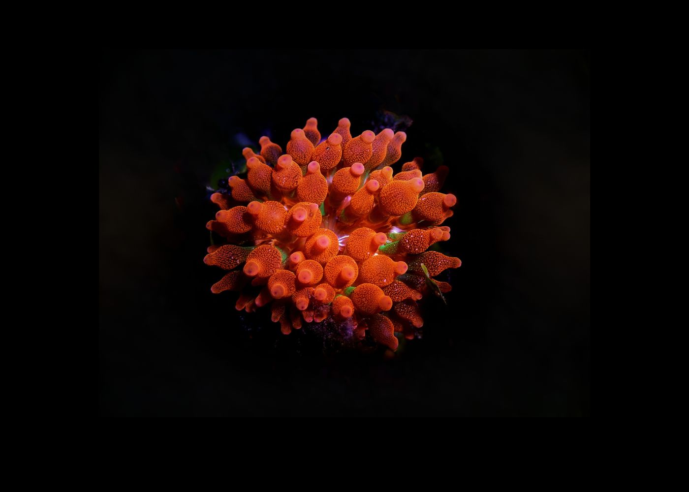 Bubble Tip Anemone Medium 3