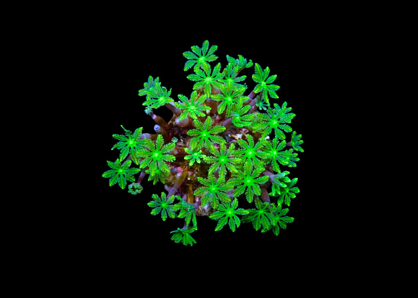 Palm Tree Coral - Clavularia sp. - Green Medium